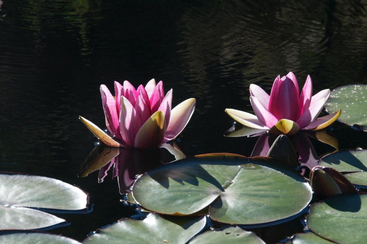 Wetherly Inn & Spa Ganges Dış mekan fotoğraf